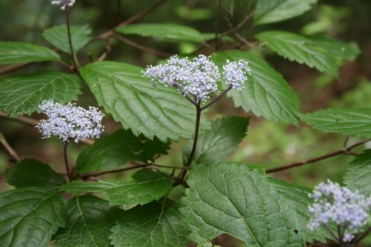 緑の葉に囲まれた淡い紫の花